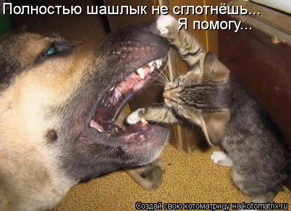 Полностью шашлык не сглотнёшь... Я помогу...... Котоматрица: Полностью шашлык не сглотнёшь... Я помогу...