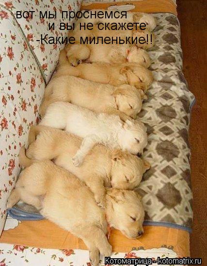вот мы проснемся и вы не скажете -Какие миленькие!!... Котоматрица: вот мы проснемся и вы не скажете -Какие миленькие!!