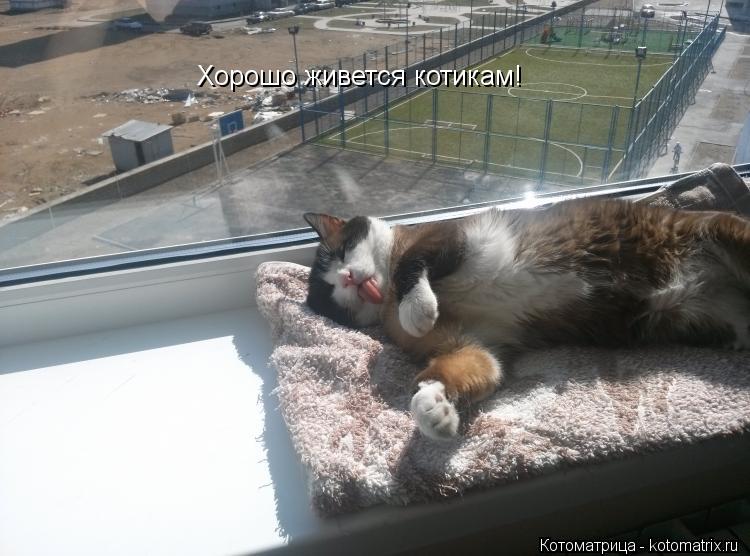 Хорошо живется котикам!... Котоматрица: Хорошо живется котикам!