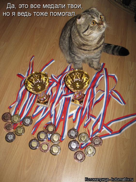 Котоматрица: Да, это все медали твои, но я ведь тоже помогал.