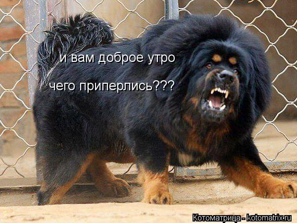и вам доброе утро чего приперлись???... Котоматрица: и вам доброе утро чего приперлись???