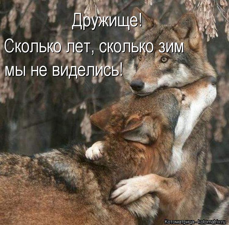 Дружище! Сколько лет, сколько зим мы не виделись!... Котоматрица: Дружище! Сколько лет, сколько зим мы не виделись!