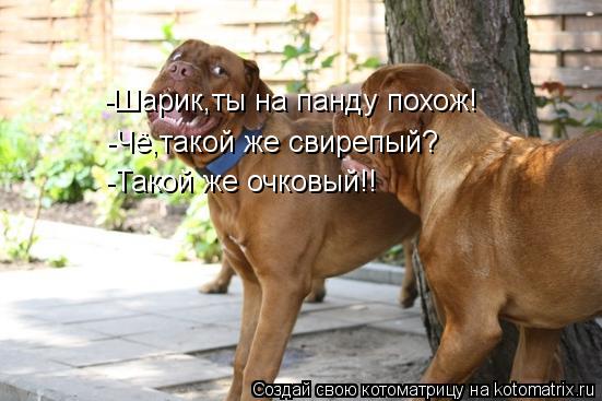 -Шарик,ты на панду похож! -Чё,такой же свирепый? -Такой же очковый!!... Котоматрица: -Шарик,ты на панду похож! -Чё,такой же свирепый? -Такой же очковый!!