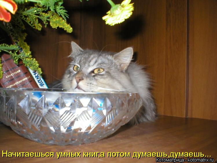 Начитаешься умных книг,а потом думаешь,думаешь...... Котоматрица: Начитаешься умных книг,а потом думаешь,думаешь...