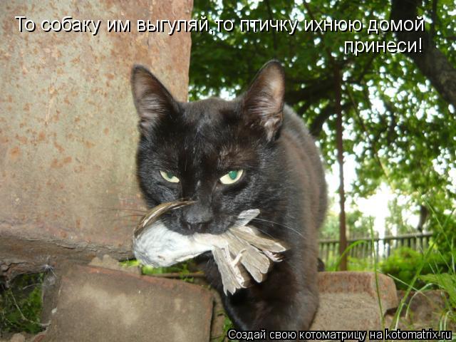 Котоматрица: То собаку им выгуляй,то птичку ихнюю домой принеси!