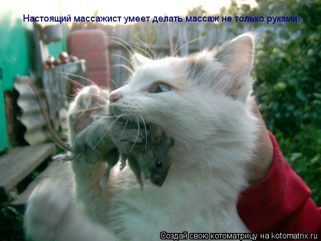 Настоящий массажист умеет делать массаж не только руками!... Котоматрица: Настоящий массажист умеет делать массаж не только руками!