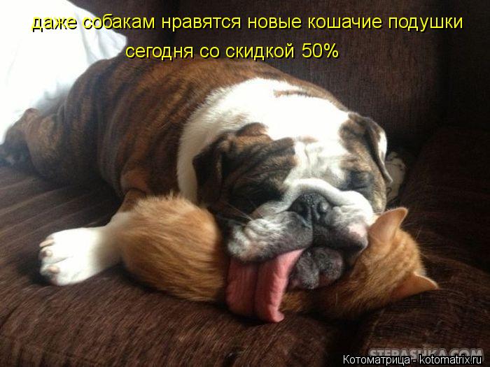 даже собакам нравятся новые кошачие подушки сегодня со скидкой 50%... Котоматрица: даже собакам нравятся новые кошачие подушки сегодня со скидкой 50%