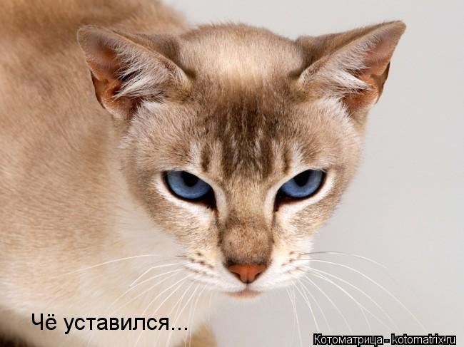Чё уставился...... Котоматрица: Чё уставился...