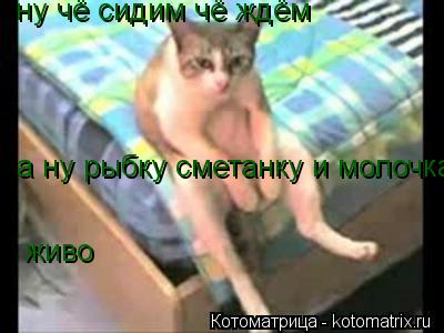 Котоматрица: ну чё сидим чё ждём  а ну рыбку сметанку и молочка живо
