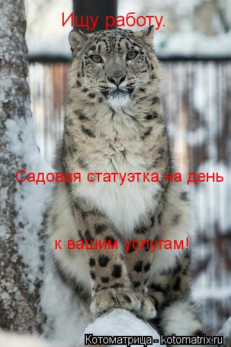 Ищу работу. Садовая статуэтка на день к вашим услугам!... Котоматрица: Ищу работу. Садовая статуэтка на день к вашим услугам!