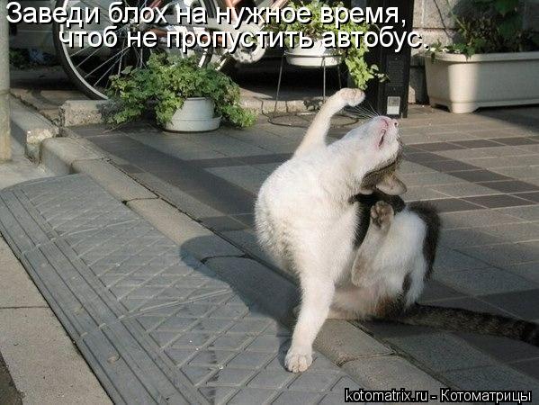 Заведи блох на нужное время, чтоб не пропустить автобус.... Котоматрица: Заведи блох на нужное время, чтоб не пропустить автобус.