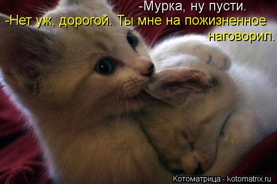 -Мурка, ну пусти. -Нет уж, дорогой. Ты мне на пожизненное наговорил.... Котоматрица: -Мурка, ну пусти. -Нет уж, дорогой. Ты мне на пожизненное наговорил.