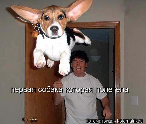 первая собака которая полетела первая собака которая полетела... Котоматрица: первая собака которая полетела первая собака которая полетела