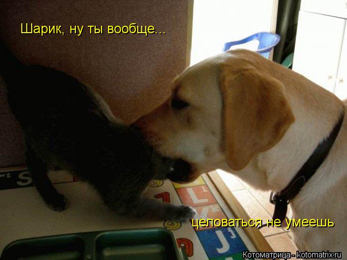 целоваться не умеешь целоваться не умеешь целоваться не умеешь Шарик, ну ты вообще...... Котоматрица: целоваться не умеешь целоваться не умеешь целоваться не умеешь Шарик, ну ты вообще...