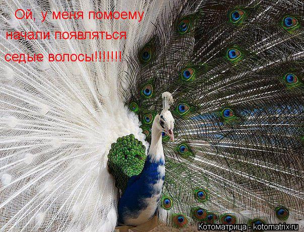 Ой, у меня помоему начали появляться седые волосы!!!!!!!... Котоматрица: Ой, у меня помоему начали появляться седые волосы!!!!!!!