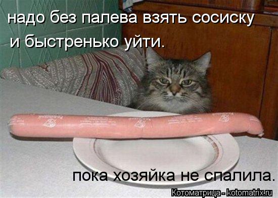надо без палева взять сосиску и быстренько уйти. пока хозяйка не спалила.... Котоматрица: надо без палева взять сосиску и быстренько уйти. пока хозяйка не спалила.