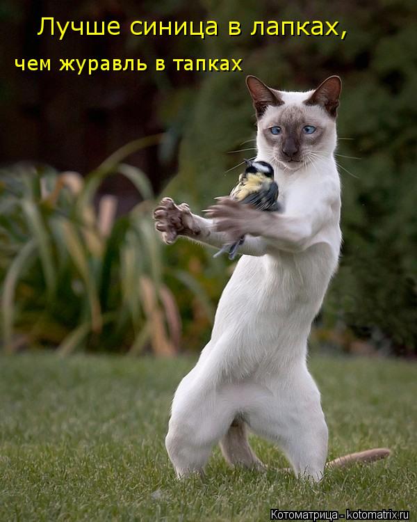 чем журавль в тапках Лучше синица в лапках,... Котоматрица: чем журавль в тапках Лучше синица в лапках,