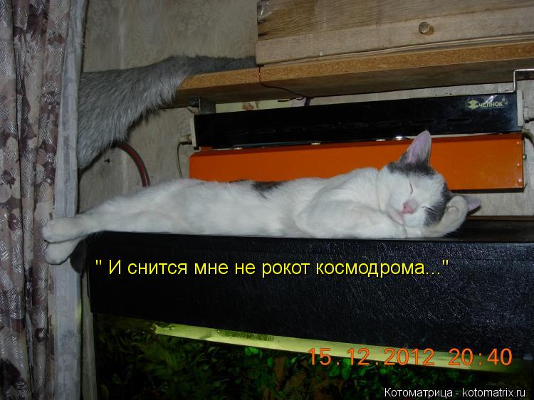 " И снится мне не рокот космодрома..."... Котоматрица: " И снится мне не рокот космодрома..."