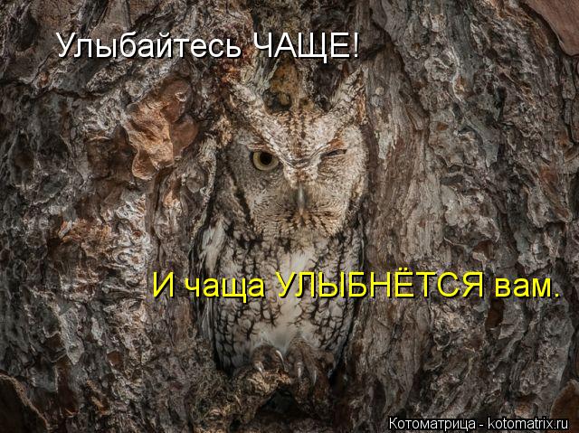 Улыбайтесь ЧАЩЕ! И чаща УЛЫБНЁТСЯ вам.... Котоматрица: Улыбайтесь ЧАЩЕ! И чаща УЛЫБНЁТСЯ вам.