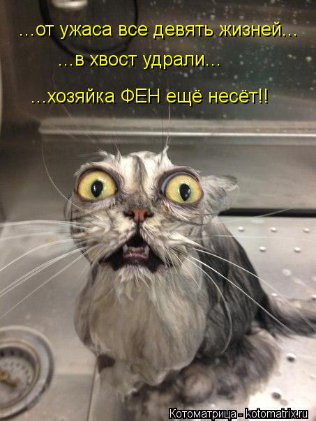 ...от ужаса все девять жизней... ...в хвост удрали... ...хозяйка ФЕН ещё несёт!!... Котоматрица: ...от ужаса все девять жизней... ...в хвост удрали... ...хозяйка ФЕН ещё несёт!!