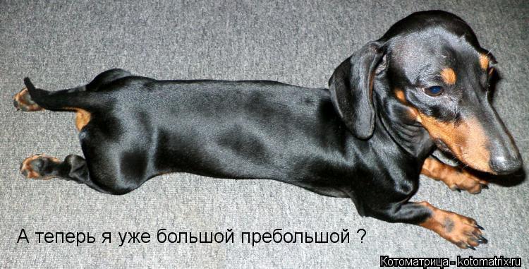 А теперь я уже большой пребольшой ?... Котоматрица: А теперь я уже большой пребольшой ?