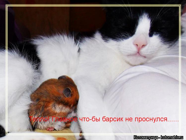 Тепло! Главное что-бы барсик не проснулся......... Котоматрица: Тепло! Главное что-бы барсик не проснулся......