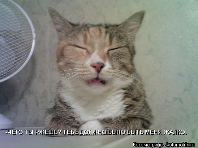 -ЧЕГО ТЫ РЖЕШЬ? ТЕБЕ ДОЛЖНО БЫЛО БЫТЬ МЕНЯ ЖАЛКО.... Котоматрица: -ЧЕГО ТЫ РЖЕШЬ? ТЕБЕ ДОЛЖНО БЫЛО БЫТЬ МЕНЯ ЖАЛКО.
