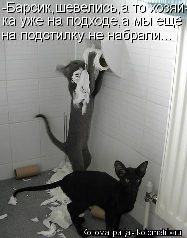 -Барсик,шевелись,а то хозяй- ка уже на подходе,а мы ещё на подстилку не набрали...... Котоматрица: -Барсик,шевелись,а то хозяй- ка уже на подходе,а мы ещё на подстилку не набрали...