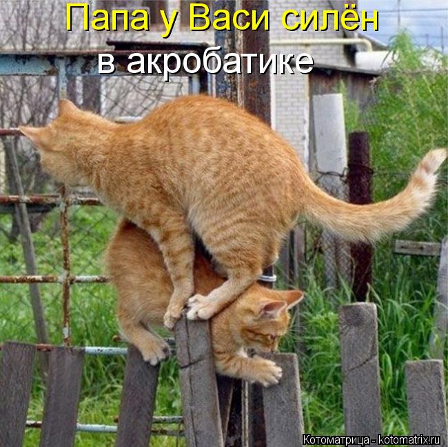 Папа у Васи силён в акробатике... Котоматрица: Папа у Васи силён в акробатике