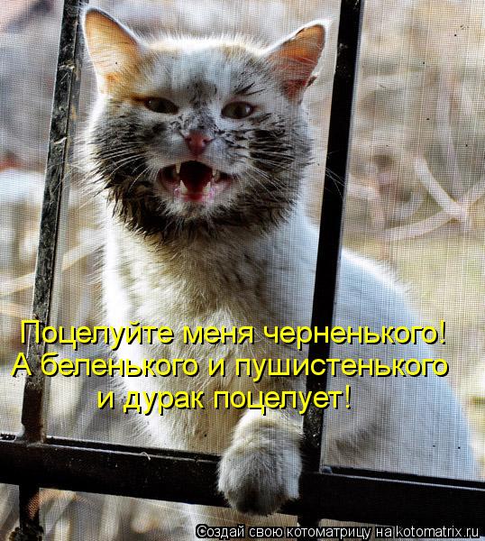 Поцелуйте меня черненького! А беленького и пушистенького и дурак поцелует!... Котоматрица: Поцелуйте меня черненького! А беленького и пушистенького и дурак поцелует!