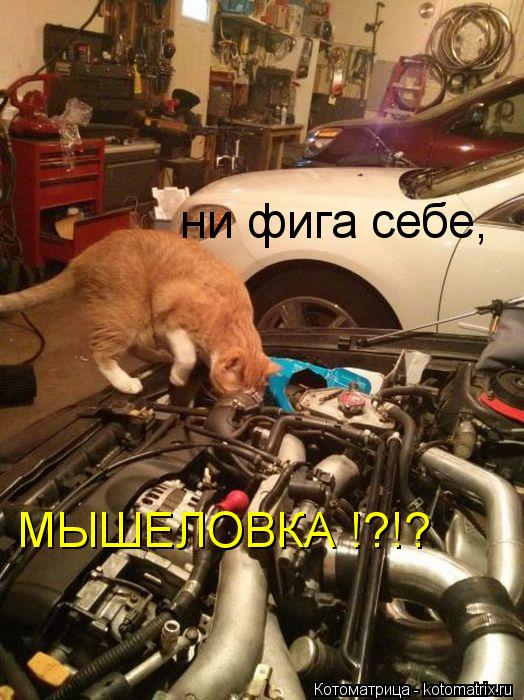 ни фига себе, МЫШЕЛОВКА !?!?... Котоматрица: ни фига себе, МЫШЕЛОВКА !?!?
