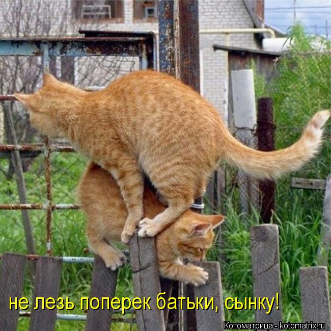 не лезь поперек батьки, сынку!... Котоматрица: не лезь поперек батьки, сынку!