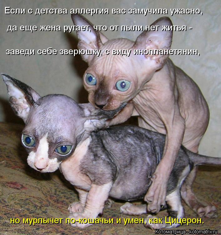 Если с детства аллергия вас замучила ужасно, да еще жена ругает, что от пыли нет житья - заведи себ... Котоматрица: Если с детства аллергия вас замучила ужасно, да еще жена ругает, что от пыли нет житья - заведи себе зверюшку, с виду инопланетянин, но мурл