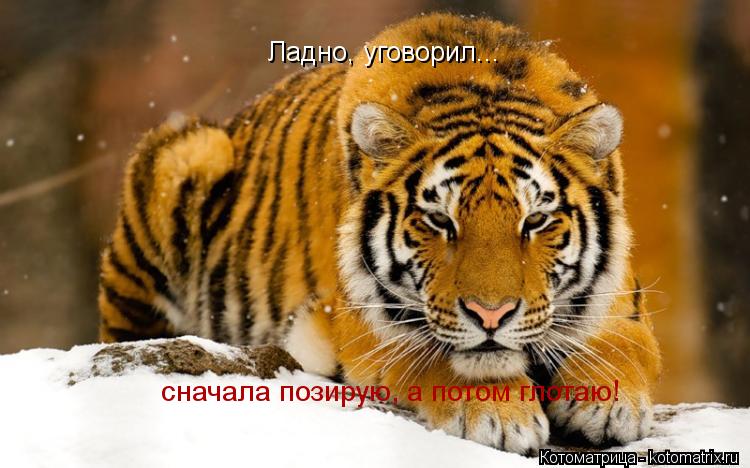 Ладно, уговорил... сначала позирую, а потом глотаю!... Котоматрица: Ладно, уговорил... сначала позирую, а потом глотаю!