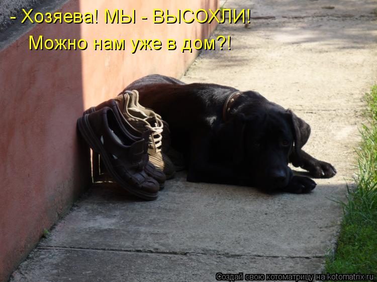 - Хозяева! МЫ - ВЫСОХЛИ! Можно нам уже в дом?!... Котоматрица: - Хозяева! МЫ - ВЫСОХЛИ! Можно нам уже в дом?!