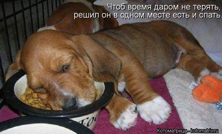 Чтоб время даром не терять, решил он в одном месте есть и спать.... Котоматрица: Чтоб время даром не терять, решил он в одном месте есть и спать.