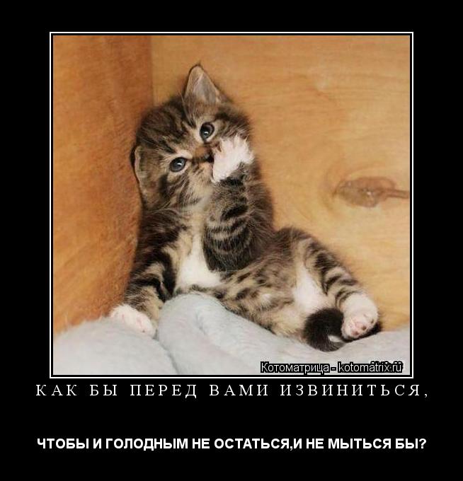 КАК БЫ ПЕРЕД ВАМИ ИЗВИНИТЬСЯ, ЧТОБЫ И ГОЛОДНЫМ НЕ ОСТАТЬСЯ,И НЕ МЫТЬСЯ БЫ?... Котоматрица: КАК БЫ ПЕРЕД ВАМИ ИЗВИНИТЬСЯ, ЧТОБЫ И ГОЛОДНЫМ НЕ ОСТАТЬСЯ,И НЕ МЫТЬСЯ БЫ?