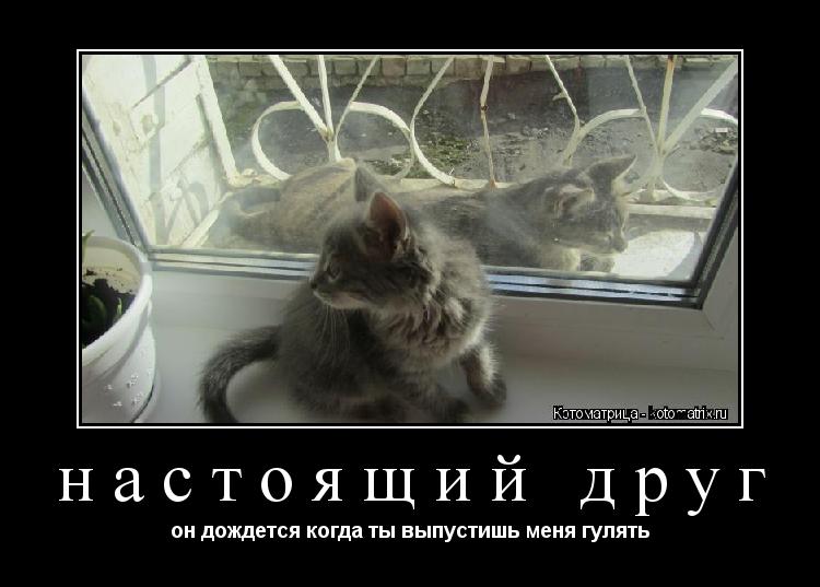 настоящий друг он дождется когда ты выпустишь меня гулять... Котоматрица: настоящий друг он дождется когда ты выпустишь меня гулять
