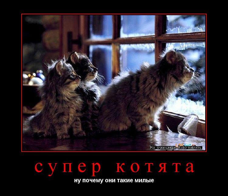 Котоматрица: супер котята ну почему они такие милые