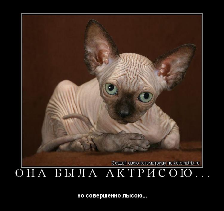 Котоматрица: ОНА БЫЛА АКТРИСОЮ... но совершенно лысою...