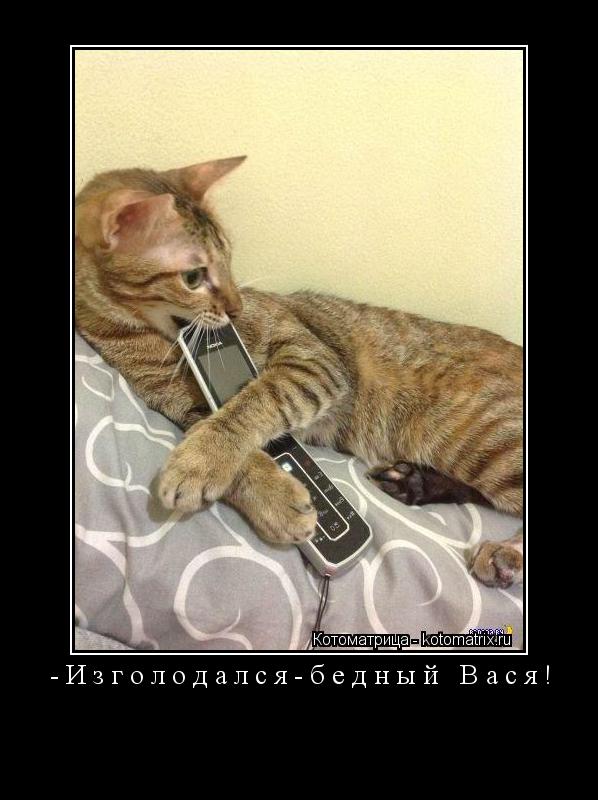 -Изголодался-бедный Вася! ... Котоматрица: -Изголодался-бедный Вася!