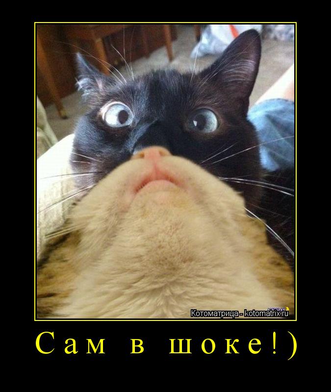 Котоматрица: Сам в шоке!) 