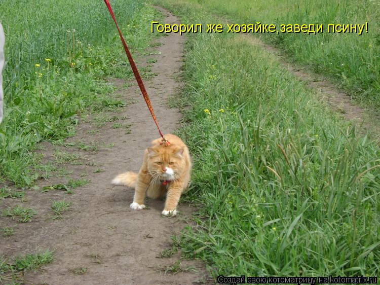 Говорил же хозяйке,заведи псину!... Котоматрица: Говорил же хозяйке,заведи псину!