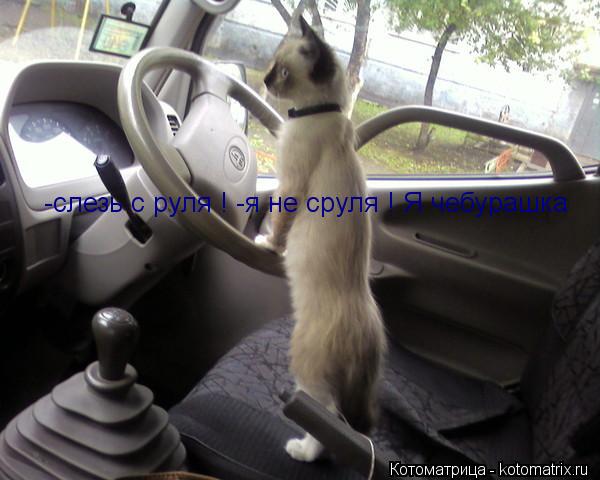 Котоматрица: -cлезь с руля ! -cлезь с руля ! -я не сруля ! Я чебурашка