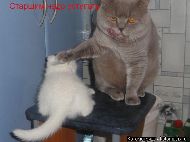Старшим надо уступать... Котоматрица: Старшим надо уступать