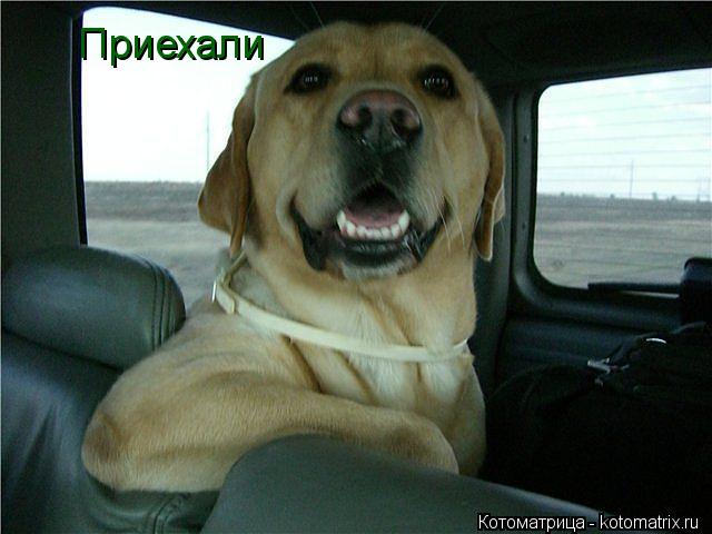 Котоматрица: Приехали
