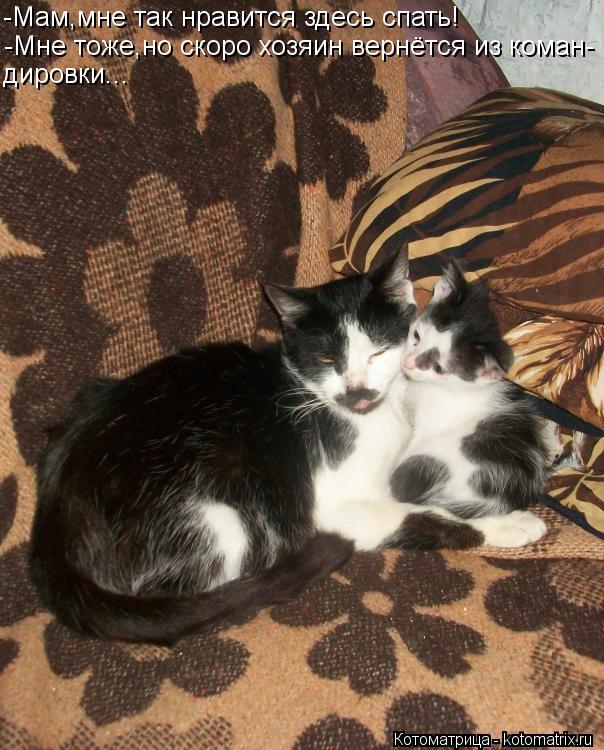 Котоматрица: -Мам,мне так нравится здесь спать! -Мне тоже,но скоро хозяин вернётся из коман- дировки...