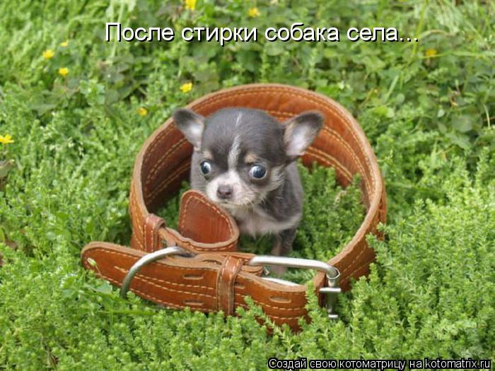 После стирки собака села...... Котоматрица: После стирки собака села...