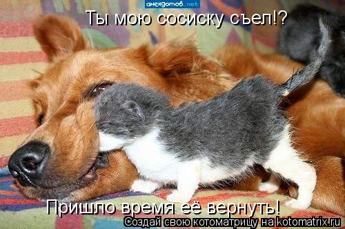 Ты мою сосиску съел!? Ты мою сосиску съел!? Пришло время её вернуть!... Котоматрица: Ты мою сосиску съел!? Ты мою сосиску съел!? Пришло время её вернуть!