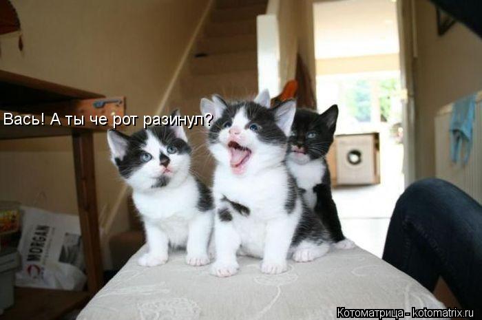 Вась! А ты че рот разинул?... Котоматрица: Вась! А ты че рот разинул?